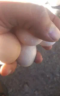 تخم مرغ