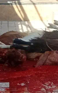 کله پاچه دل و جگر وسیرابی ۲۸۰۰