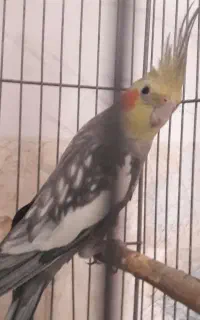 عروس نر ۲ ساله با قفس