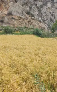 برنج دمسیاه رامیان