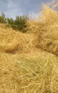 با سلام حدود ۵نیسان کاه علف