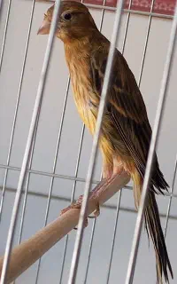 قناری نر سبز بخون
