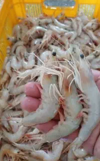 پاک کردن میگو
