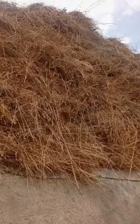 اوت ویونجه