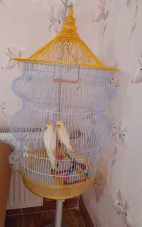 قفس خارجی