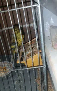 سبز ماده چمنی یکسر کله ماری آماده