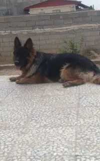 سگ ژرمن شولاین