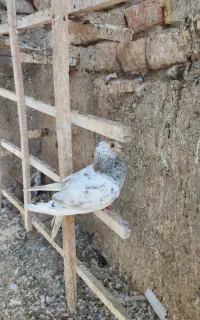 سار هفت رنگ ماده سینه سیاه ماده
