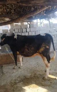 فروش گاو