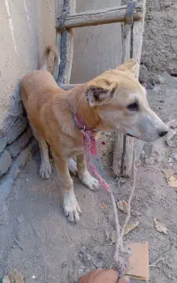 توله دورگ