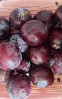 الو کیلو ۲۰۰