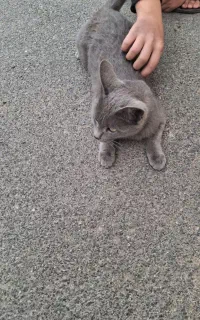 گربه