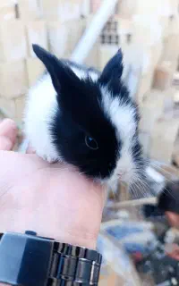 ۴۰۵تصادفی میخوام