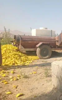 هندونه خربزه وتفاله کدو