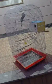 جفت عروس هلندی