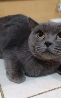 گربه اسکاتیش بلو