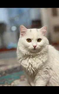 گربه پرشین بیریتیش ماده