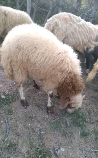 بره نریکساله