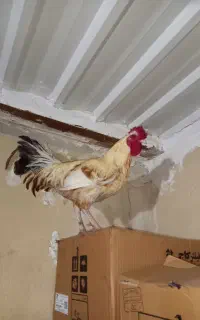خروس محلی اصل
