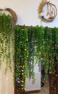 شمشاد ریسه ای