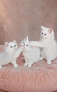 پرشین و هیمالین