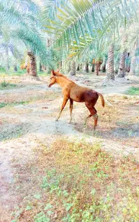 کره اسب