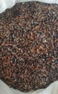 لوبیا قرمز
