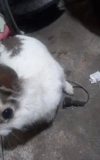 خرگوش پیداشده