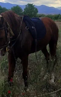 مادیان اصیل شجره دار
