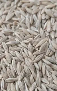 جو لری