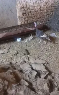 بوقلمون ماده