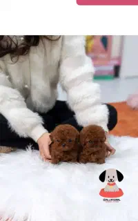 سگ پودل تینی رد