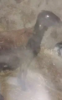 بره نر قصابی