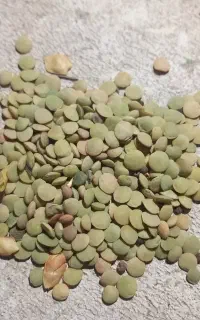 عدس تازه امسال