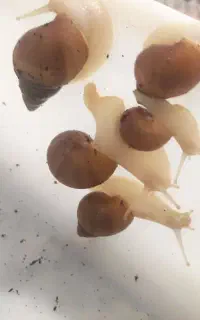 حلزون آچانینا آلبینو