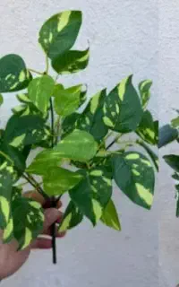بوته مصنوعی پتوس