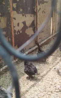 جوجه بوقلمون برنز