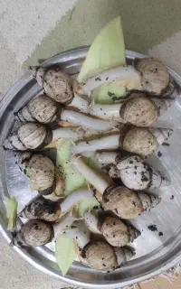 کار خانگی پرورش حلزون واگذار می شود