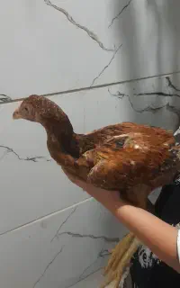لاری