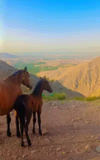 اسب