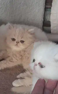 توله پرشین سوپر فلت