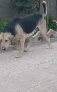 ماده پژدر