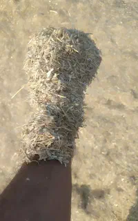 کاه خوب و مرغوب بدون اشغال