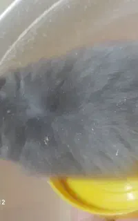 همستر سوری و فشن