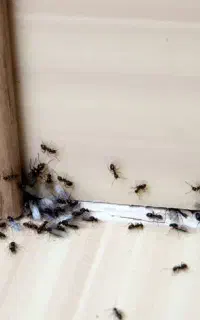 شرکت خدماتی نظافتی آسایش آوران /قیمت مناسب/سمپاشی