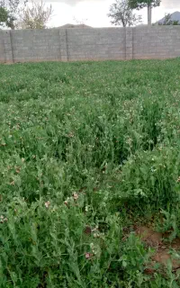 اردوی تفریحی