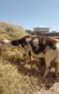 میش بروجردی