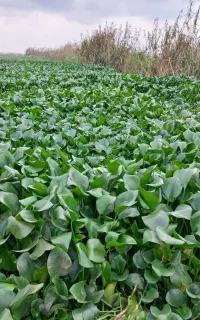 8پاکت اوره فسفات چینی 80میلیون