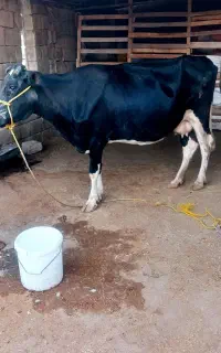 گاو هلشتاین ۸ماه آبستنه