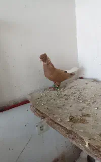 دمسفیدماده